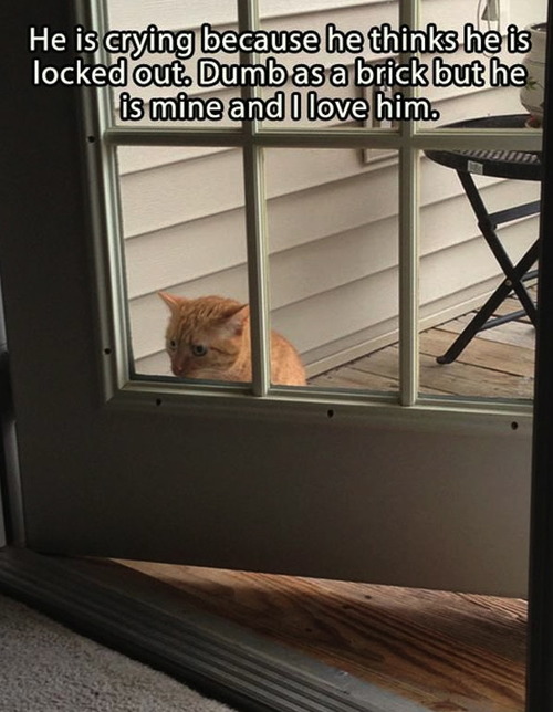 Cat - He is crying because he thinks he is locked out. Dumb as a brick but he is mine and I love him 