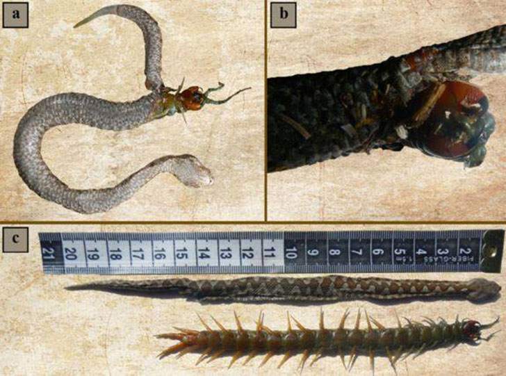 Hungry Snake Picked The Wrong Dinner (Snake vs. Centipede)