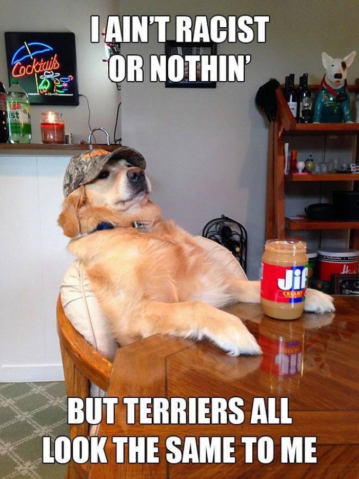 I ain't racist or nothin' but terriers all look the same to me