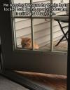 Cat - He is crying because he thinks he is locked out. Dumb as a brick but he is mine and I love him 