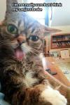 I'm not really sure bit I think my cat just broke!