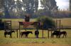 Apparently this farm owner was denied a council permit to build a horse shelter.